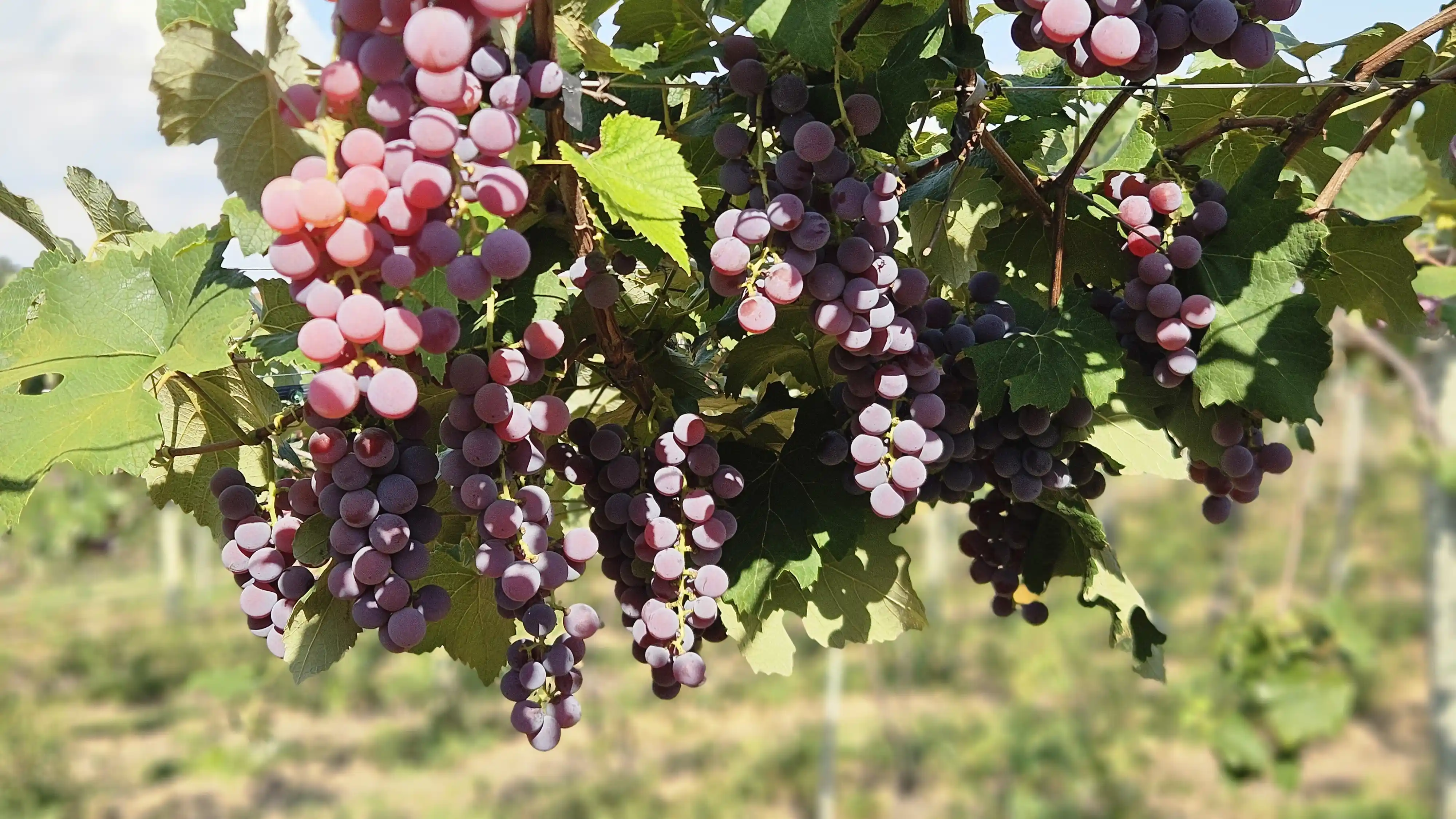 Uva Niágara Rosada Uvas Jocteel