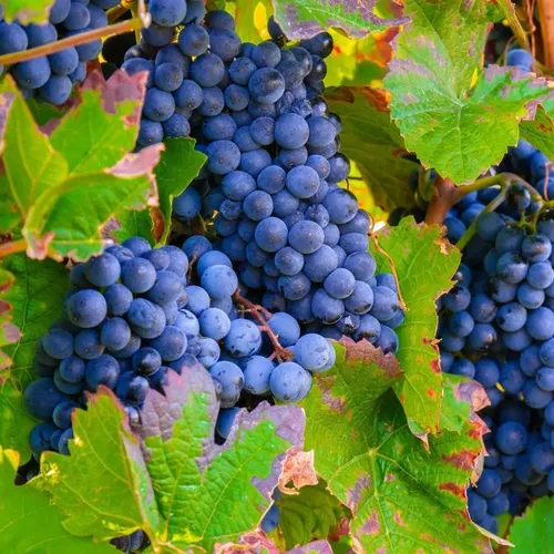 Uva BRS Vitória Uvas Jocteel
